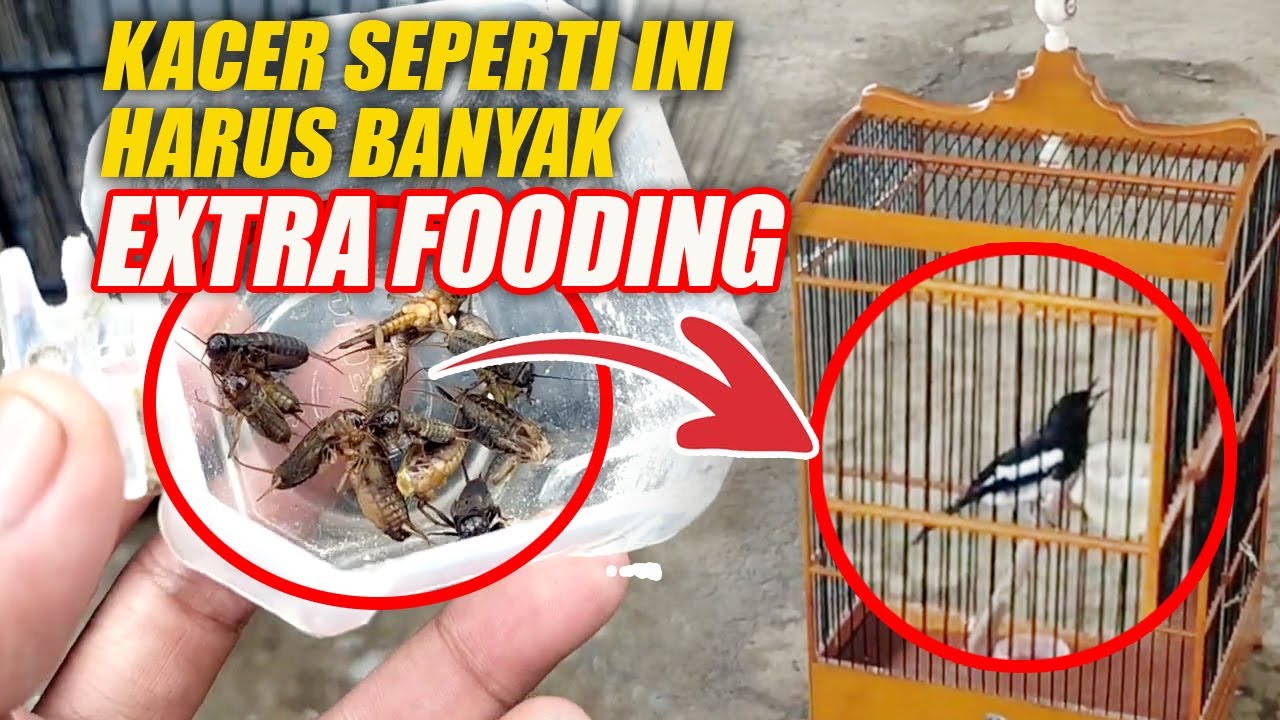 KACER SEPERTI INI HARUS BANYAK MAKAN EXTRA FOODING ?? - DR KACER