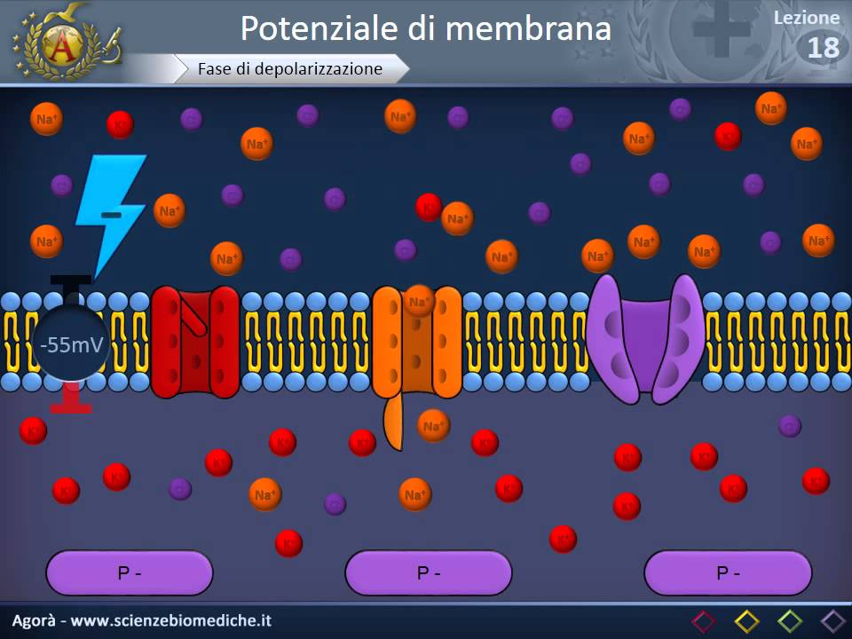 Citologia 18 - Potenziale di membrana