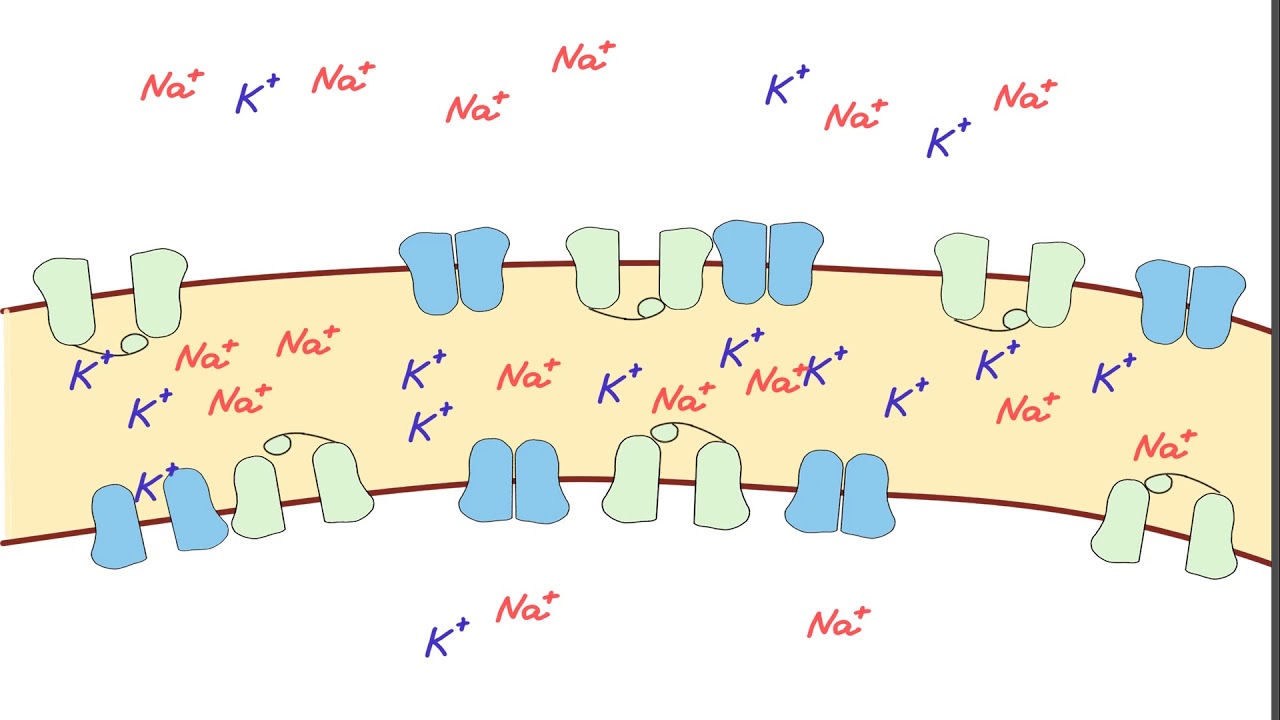 Физиология. Потенциал действия