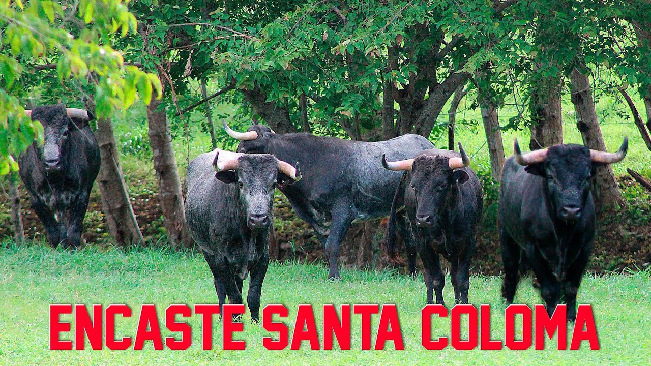 VISITAMOS LOS TOROS SANTO COLOMA EN EL CAMPO de la Ganadería Santa Lucia - Colombia