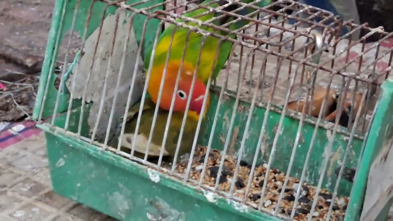 GIFT BIRD NAKUHA NA