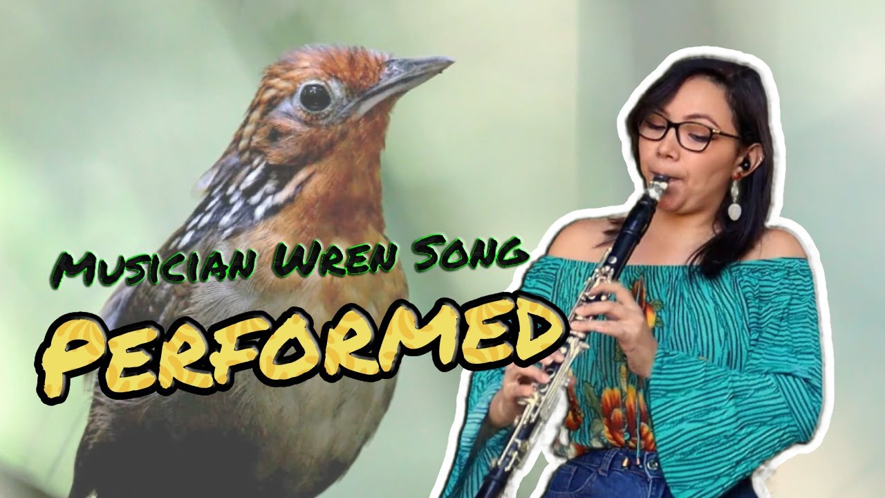 Musician Wren 