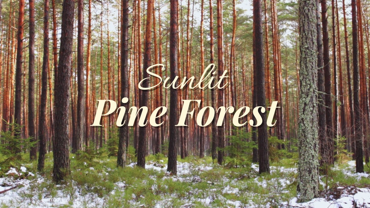 Pine Forest in Daylight | Birds & Melting Snow Ambience