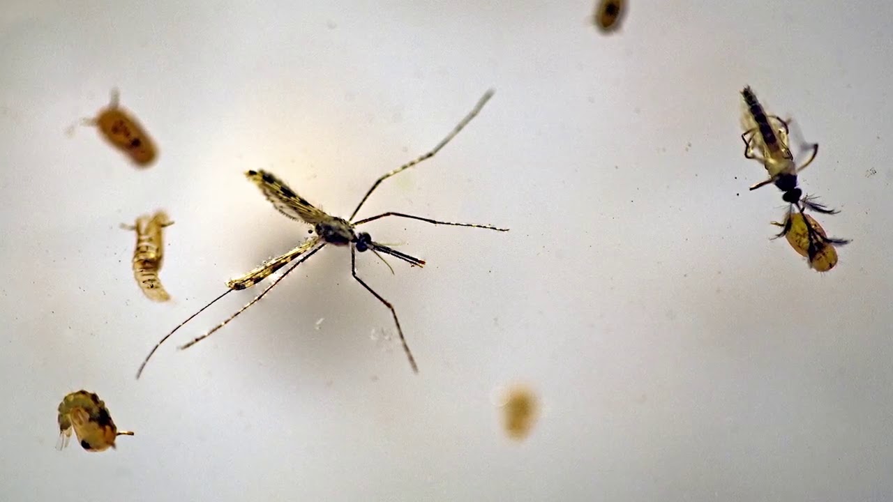 2017 Chicago Innovation Award winner Valent Biosciences