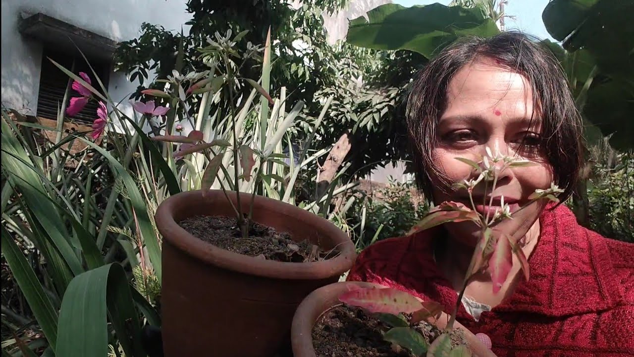 Poinsettia Flower Plant Repotting 