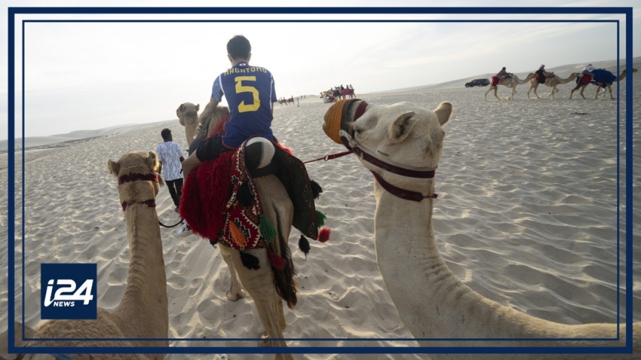 'Camels like to work': Tourist influx puts strain on Qatar's camels