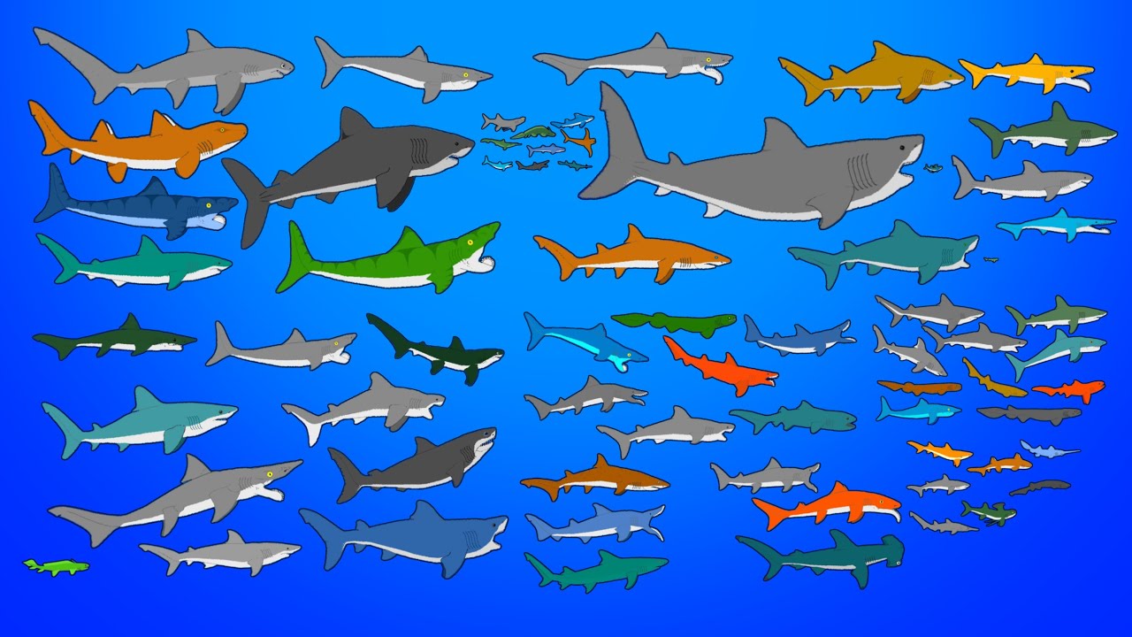 67 Extinct Sharks - Animated Size Comparison - What is the largest shark?