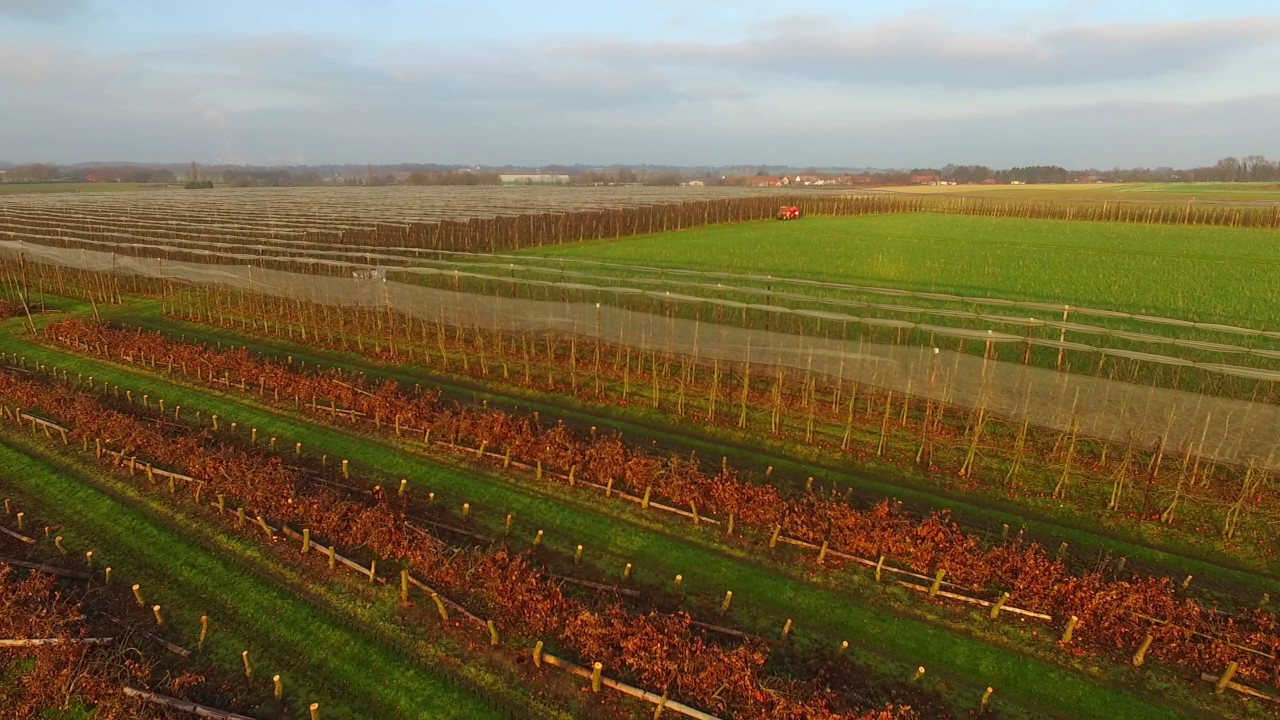 Boomgaard Appelbomen rooien 2016 4k