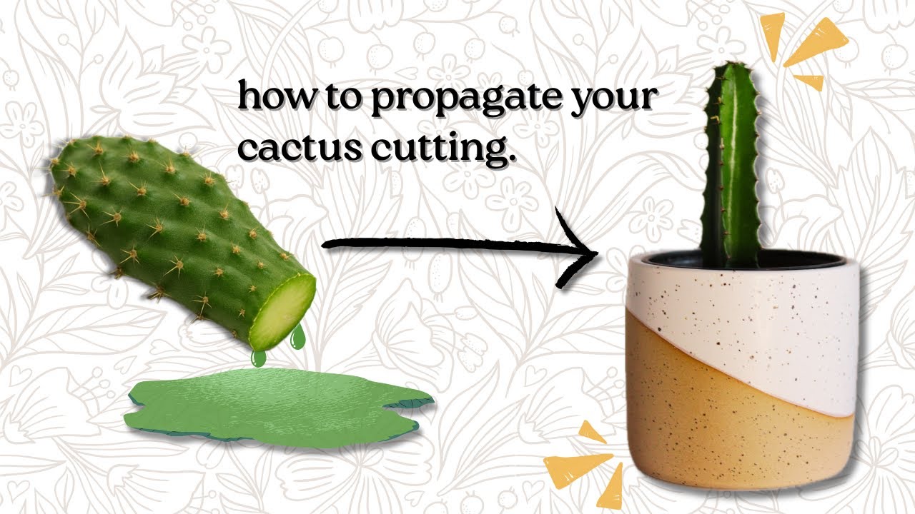How to Propagate a Cactus Cutting - African Milk Tree (Euphorbia trigona) Propagation