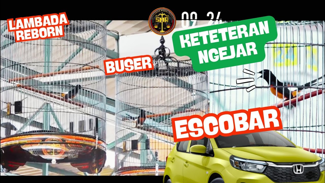 Lambada Reborn, Buser KETETERAN NGEJAR ESCOBAR🔥Hadiah BRIO Grand Launching SMR #muraibatugacor