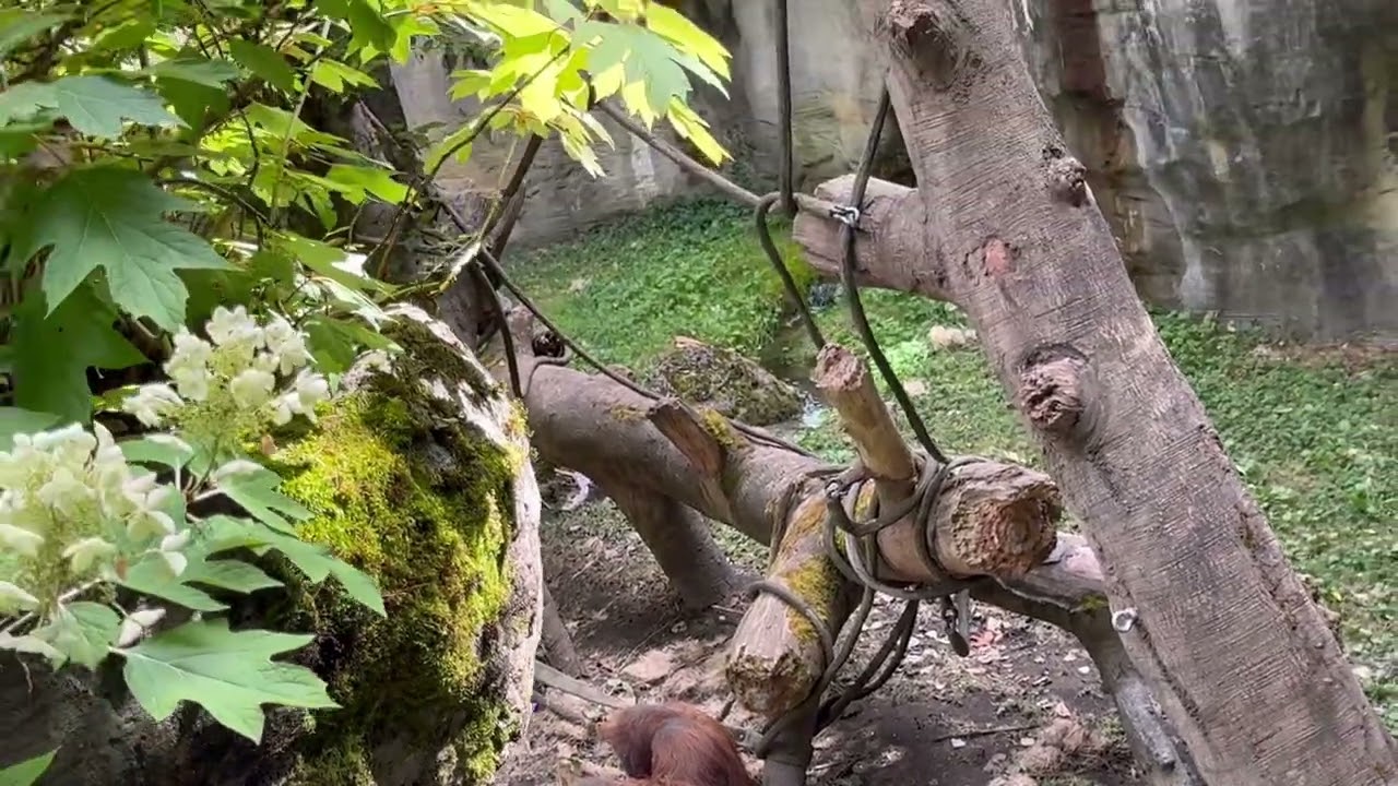 Dalxiiskaygii baadiyaha Seattle Washington #tourist #tour 