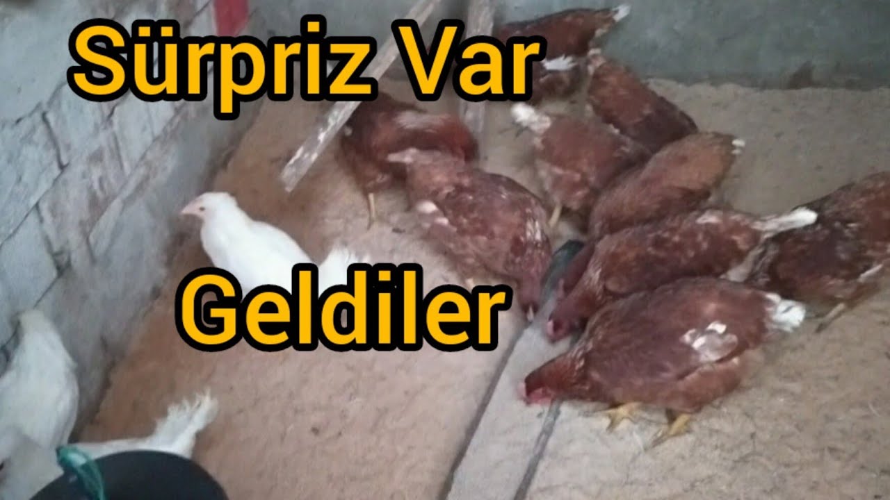 LİGORİN TAVUKLARI GELDİ.
