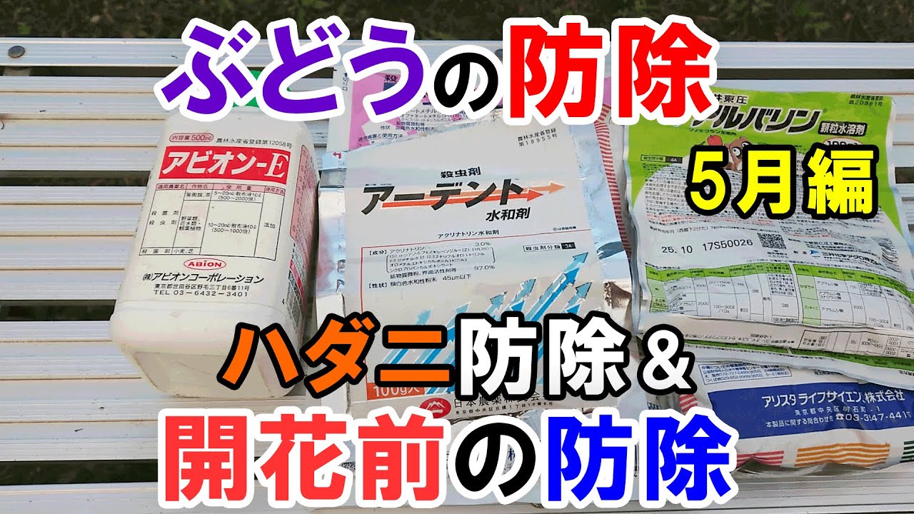 ぶどうの防除2回目　5月のハダニ防除と開花前に行う防除について解説