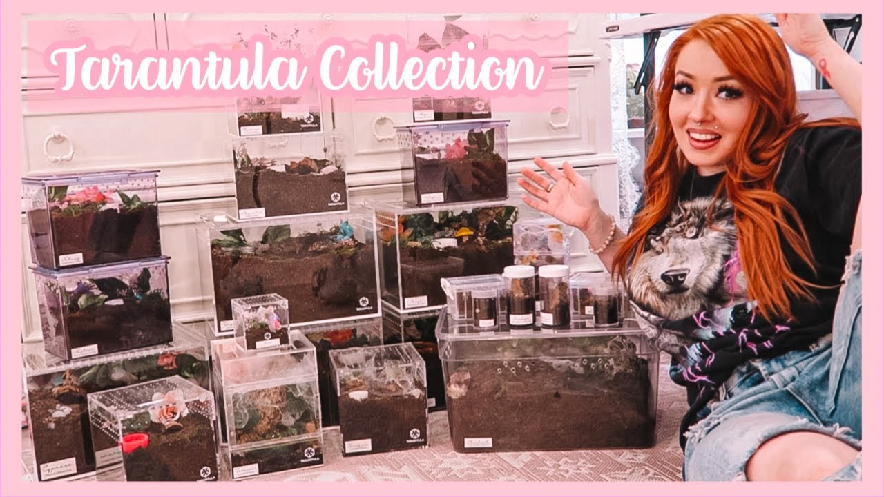 My TARANTULA Collection!