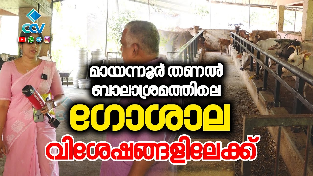 വെച്ചൂർ പശുക്കളും വില്വാദ്രിയും ഗീറും അണിനിരക്കുന്ന മായന്നൂർ തണൽ ബാലാശ്രമത്തിലെ ഗോശാല വിശേഷങ്ങളി
