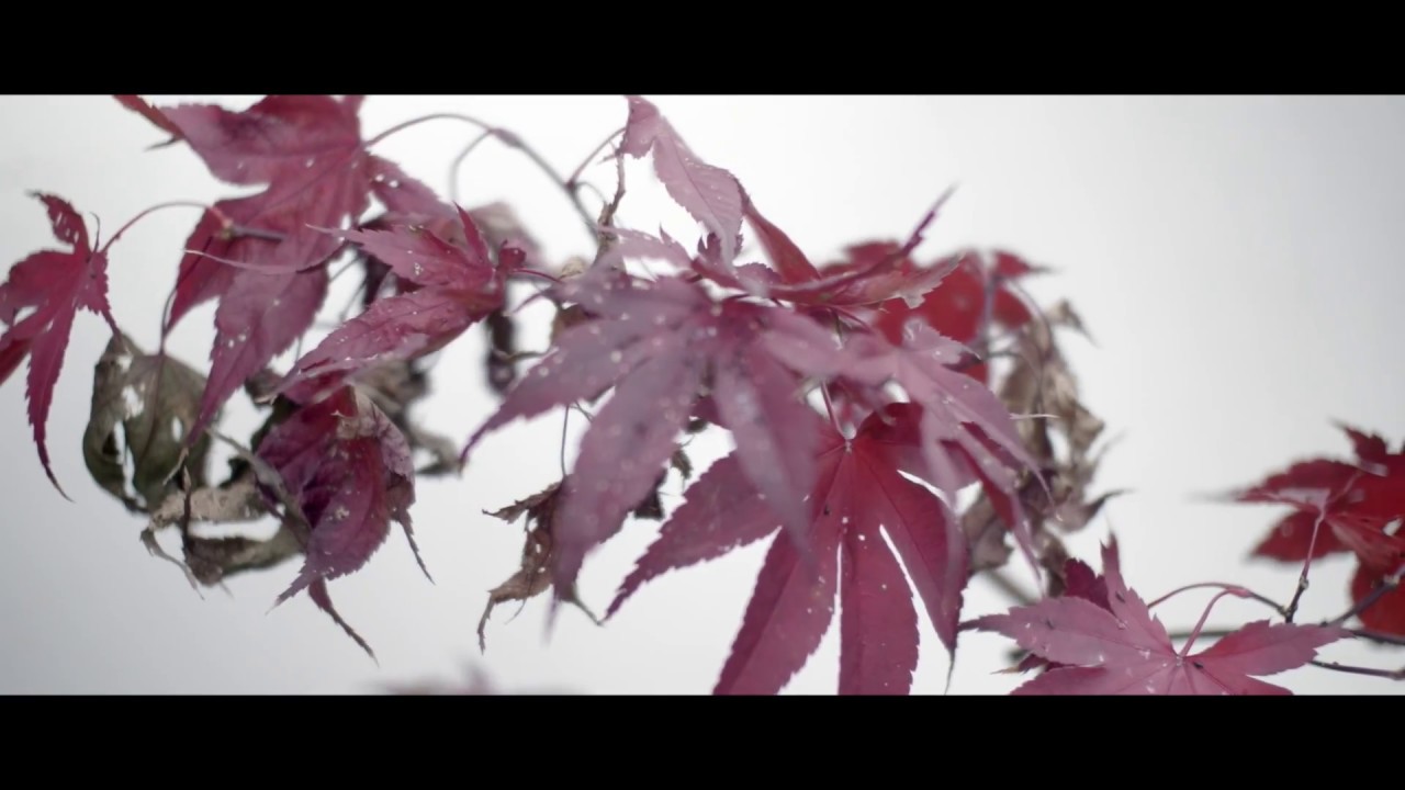SHO - Yoko Watase & POL / Réal. Yves Chauvel