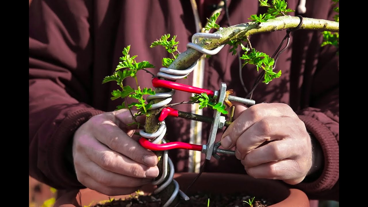 Removing a branch bender from a pre-bonsai