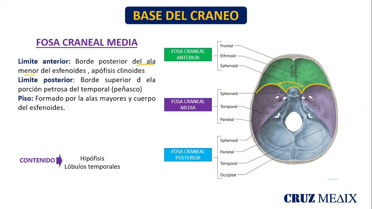 ANATOMIA CRANEO parte 02- FOSAS CRANEALES
