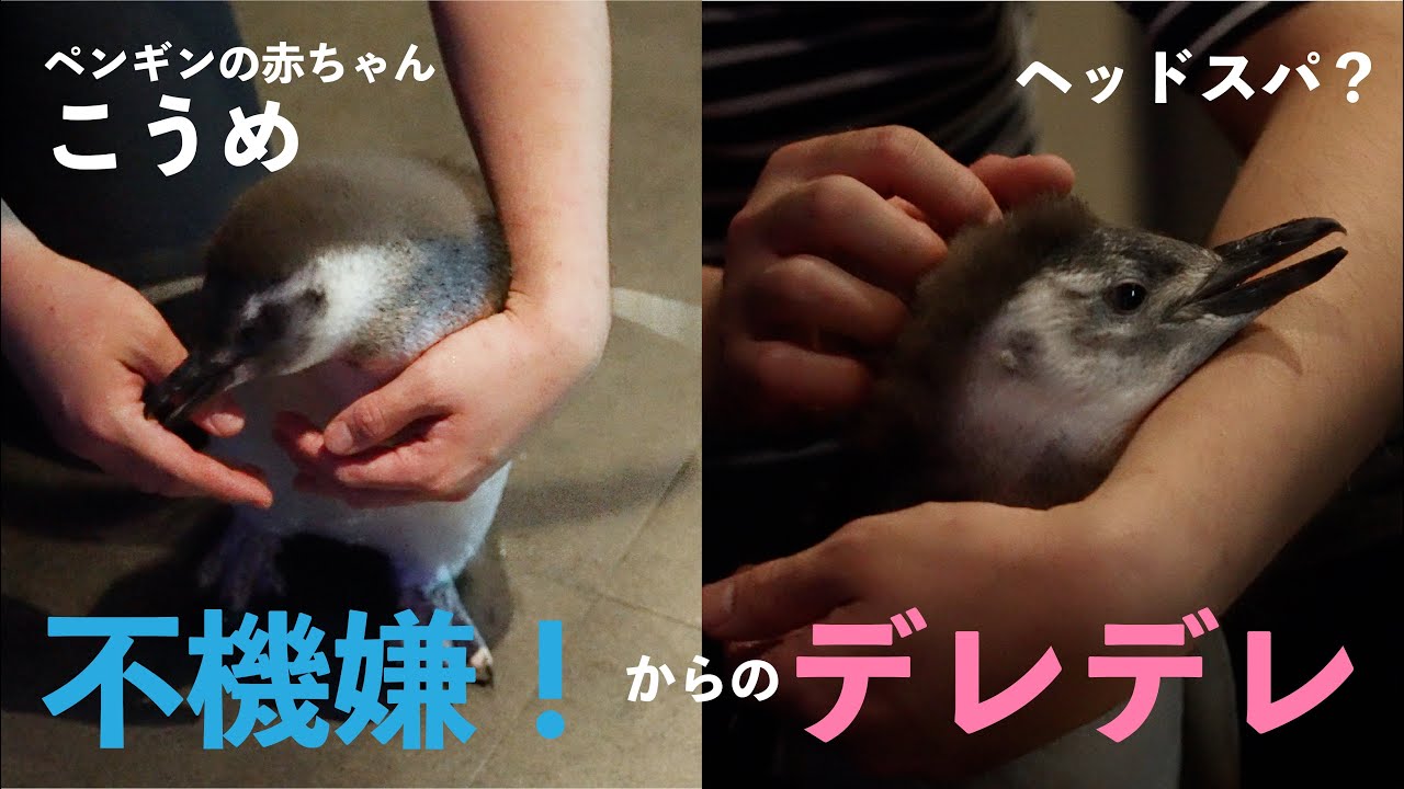【ぺんぎんの赤ちゃん】不機嫌！からのデレデレタイム【すみだ水族館：こうめ】