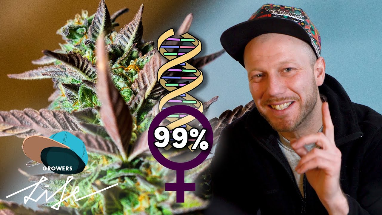 Wie man weibliche ♀ Cannabis Seeds Z&Uuml;CHTET