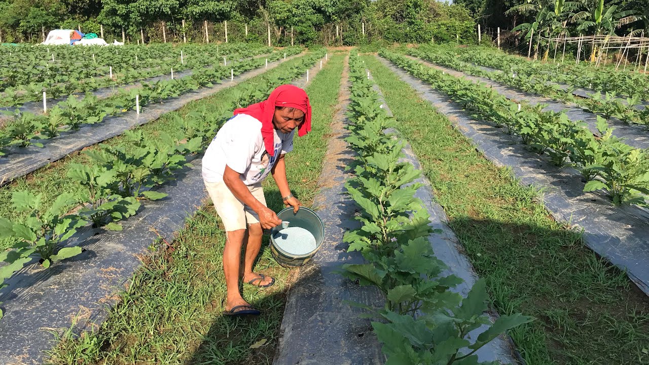 UNANG APPLY NG ABONO SA TALONG NA MAY PLASTIC MULCH