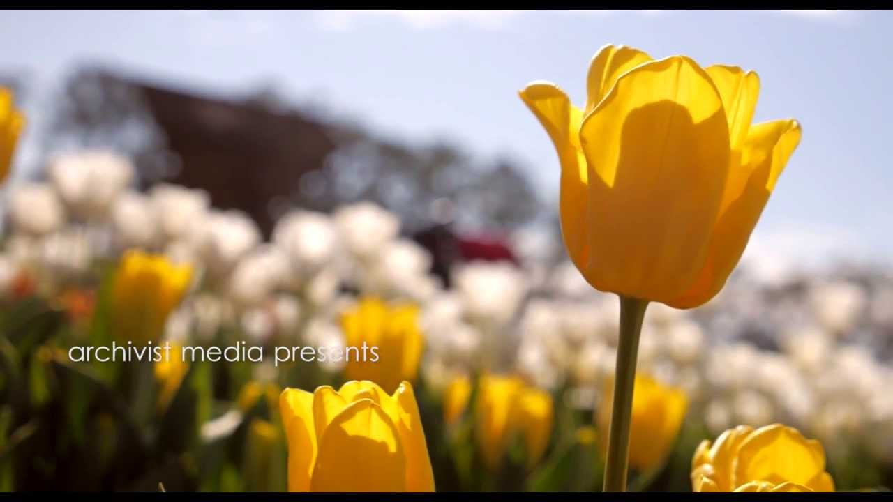 Tesselaar Tulip Festival - Turkish Weekend