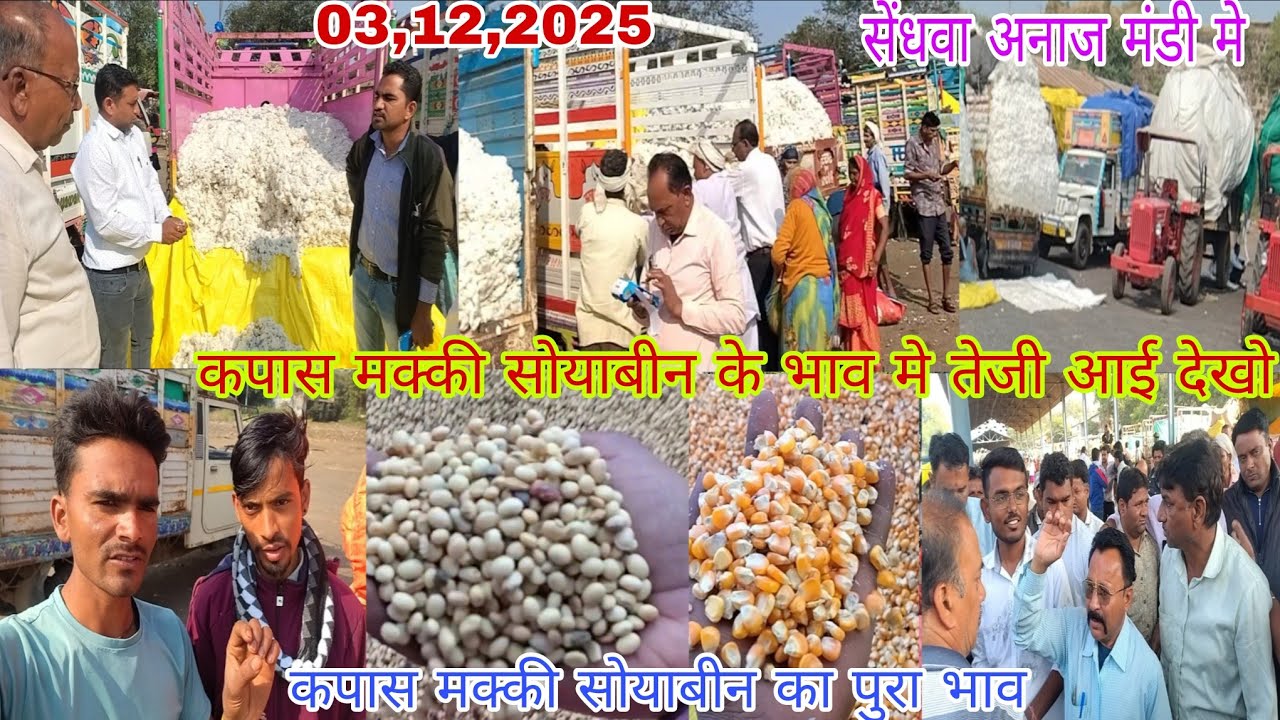 कपास मक्की सोयाबीन के भाव मे तेजी आई सेंधवा अनाज मंडी में देखो 03,12,2025