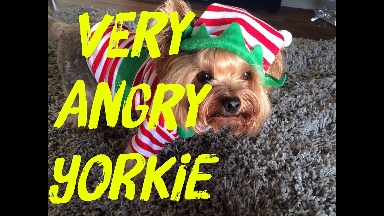 Very angry Yorkie