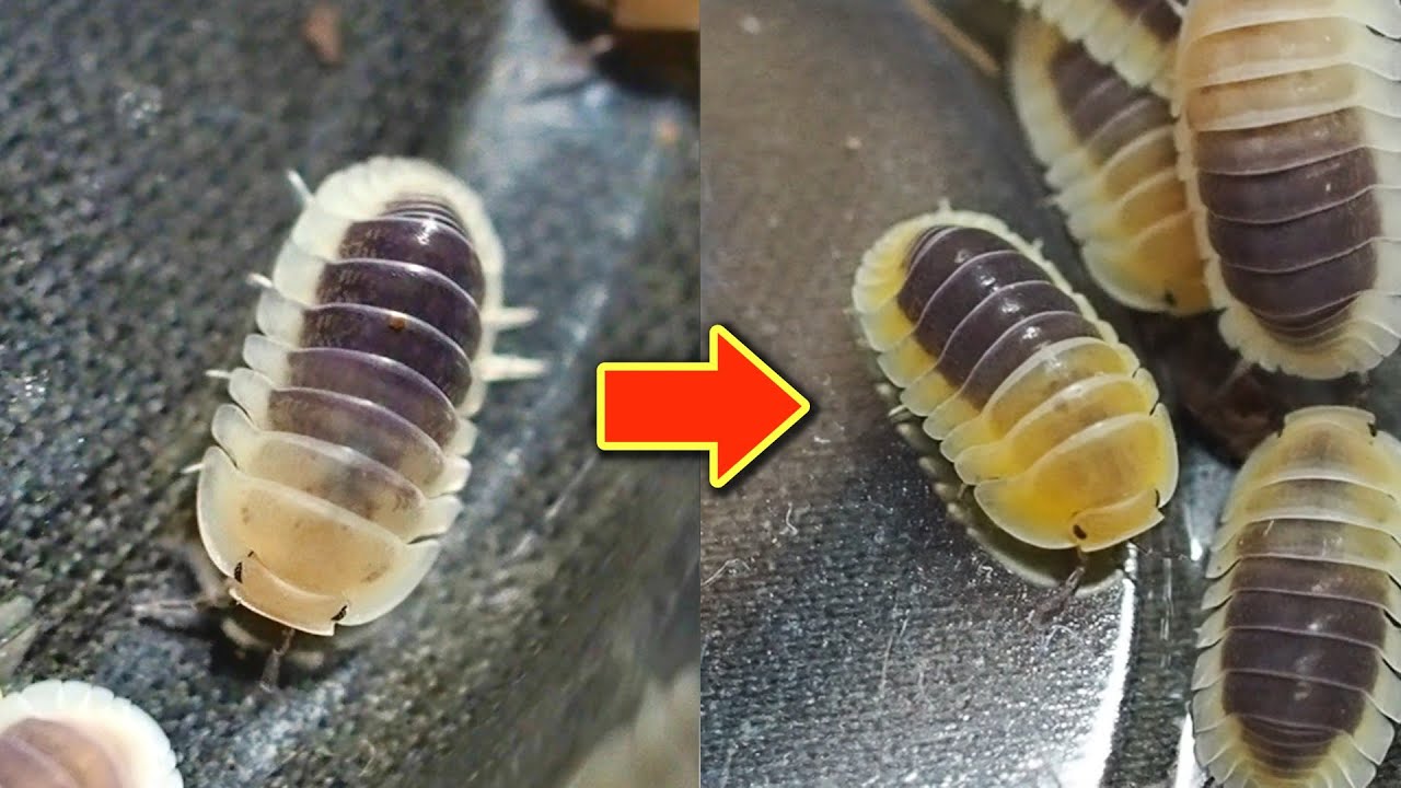 【飼育者必見】色抜けしたレモンブルーにアレを与えた結果が凄かった⋯!!【ワラダン】