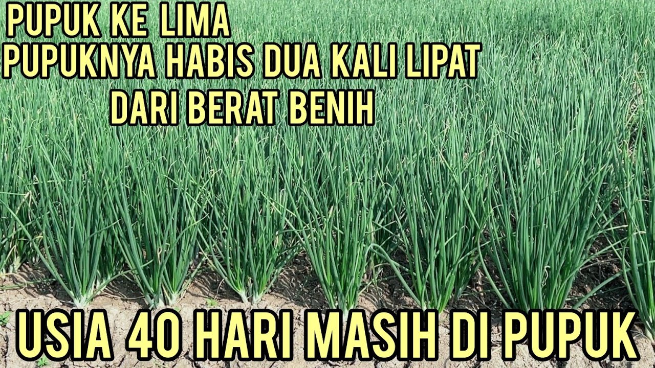 USIA 40 HARI DI PUPUK KE LIMA BIAR MENJADI SUPER DORRR