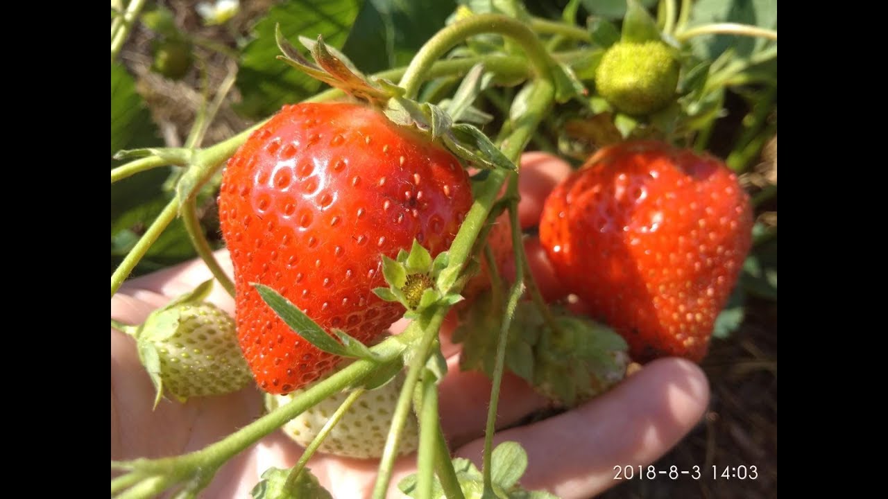 Мурано ремонтантный сорт. Неприхотливый, вкусный, урожайный итальянец