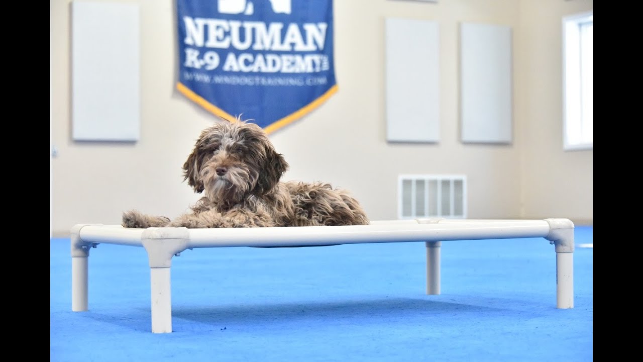 Hazel (Bordoodle) Puppy Camp Dog Training Video Demonstration