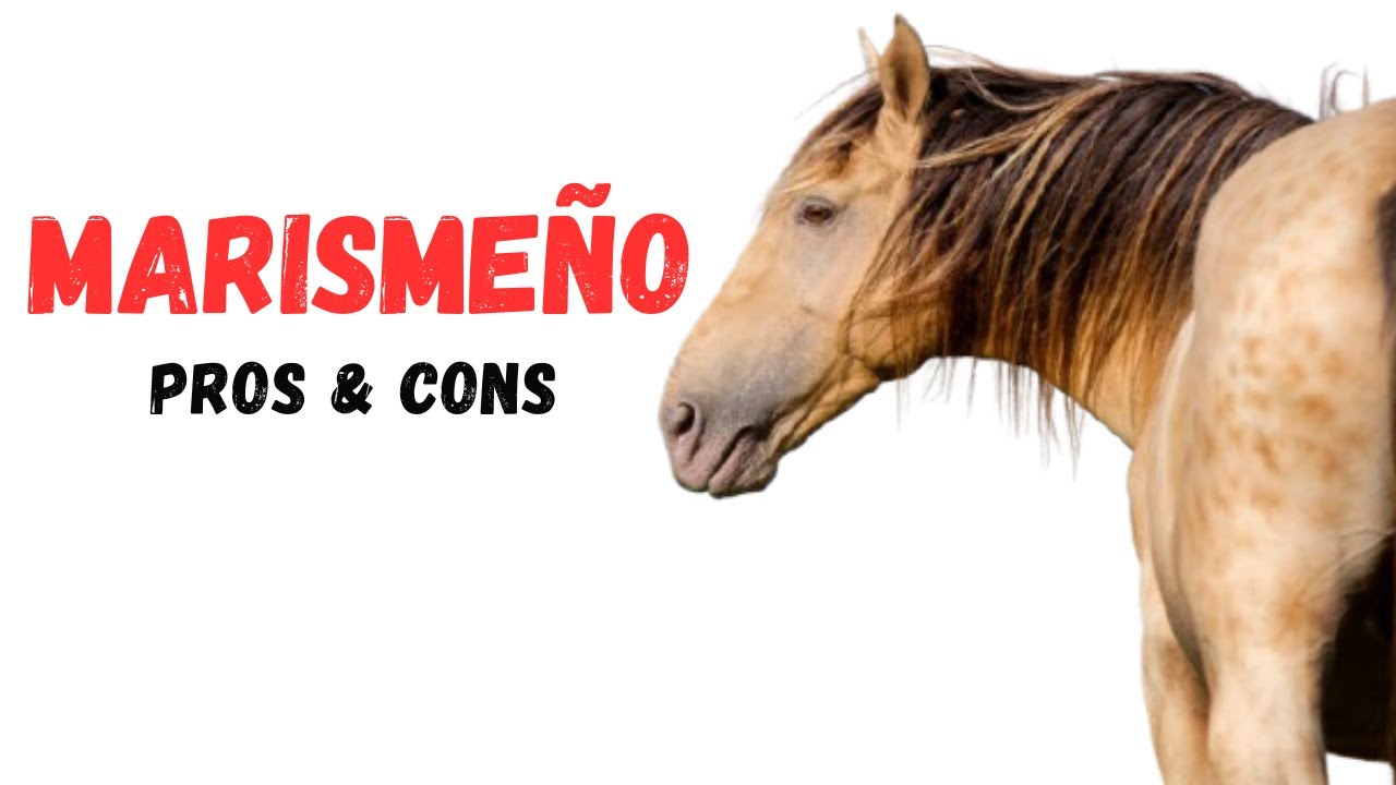 Marisme&ntilde;o Horse Pros and Cons - Marisme&ntilde;o Horse Advantages and Disadvantages