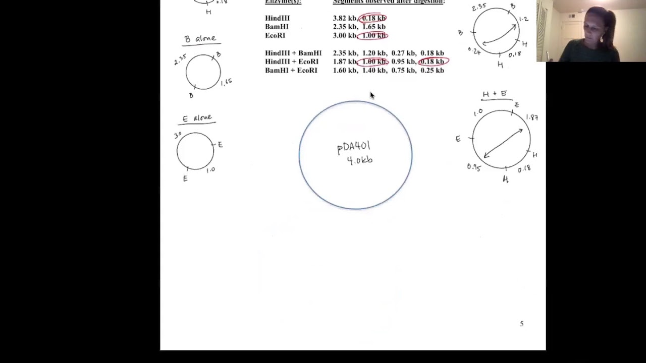 Plasmid Mapping Q5 SCREENCAST
