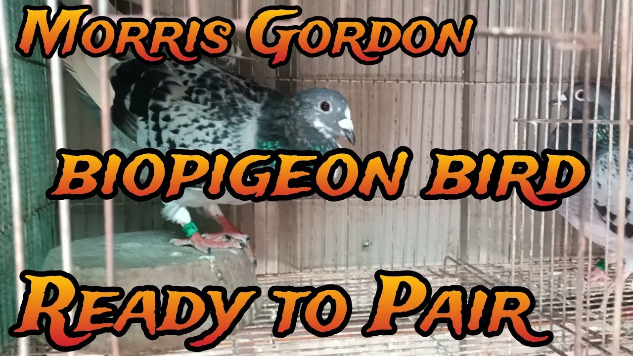Morris Gordon | from Biopigeon Namamares na.