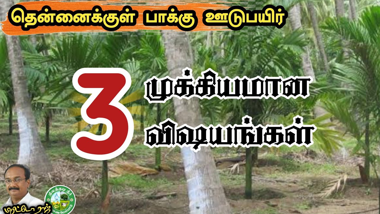 தென்னைக்குள் - பாக்கு ஊடுபயிர் 3 முக்கியமான விஷயங்கள்||Intercropping Coconut vsAreca Nut  #brittoraj
