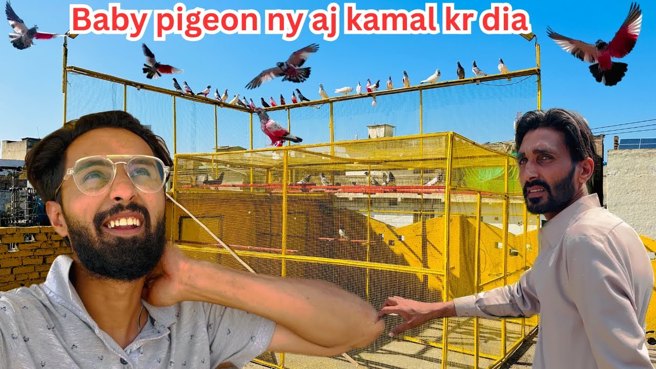 Baby pigeon ny chass krwa Di aj 😱 | Dar pigeons club |