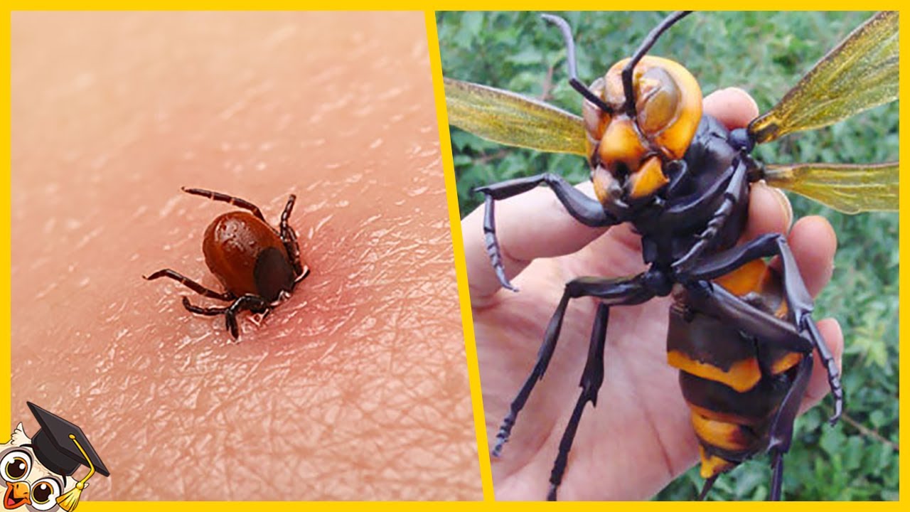 Los 10 Insectos m&aacute;s Peligrosos del Mundo