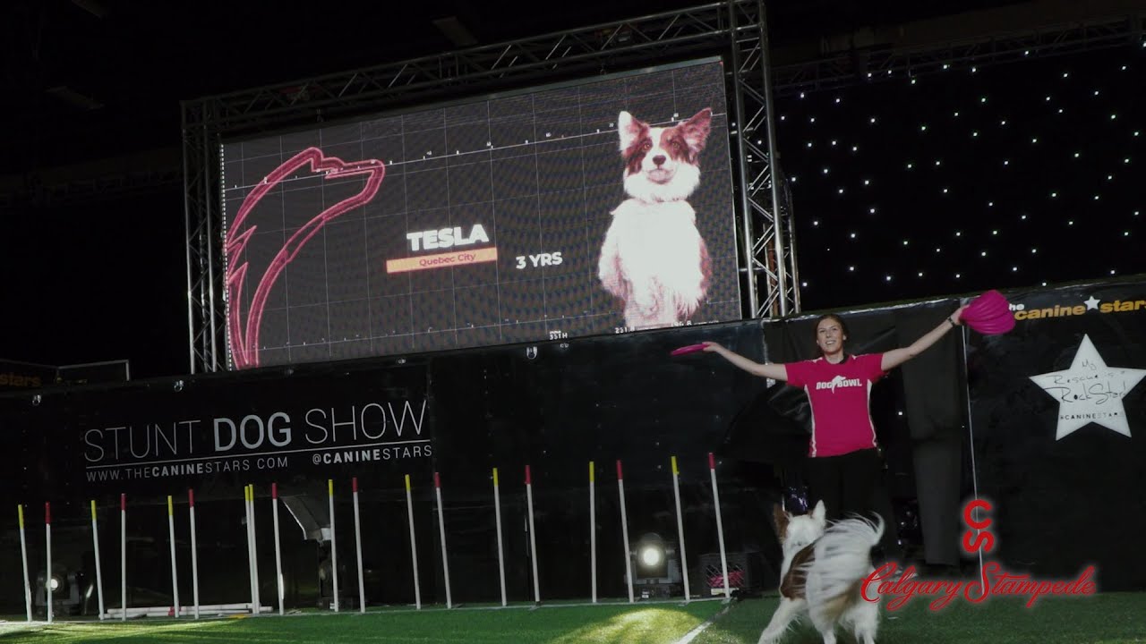 Canine Stars ⭐ Stunt Dog Show 2023