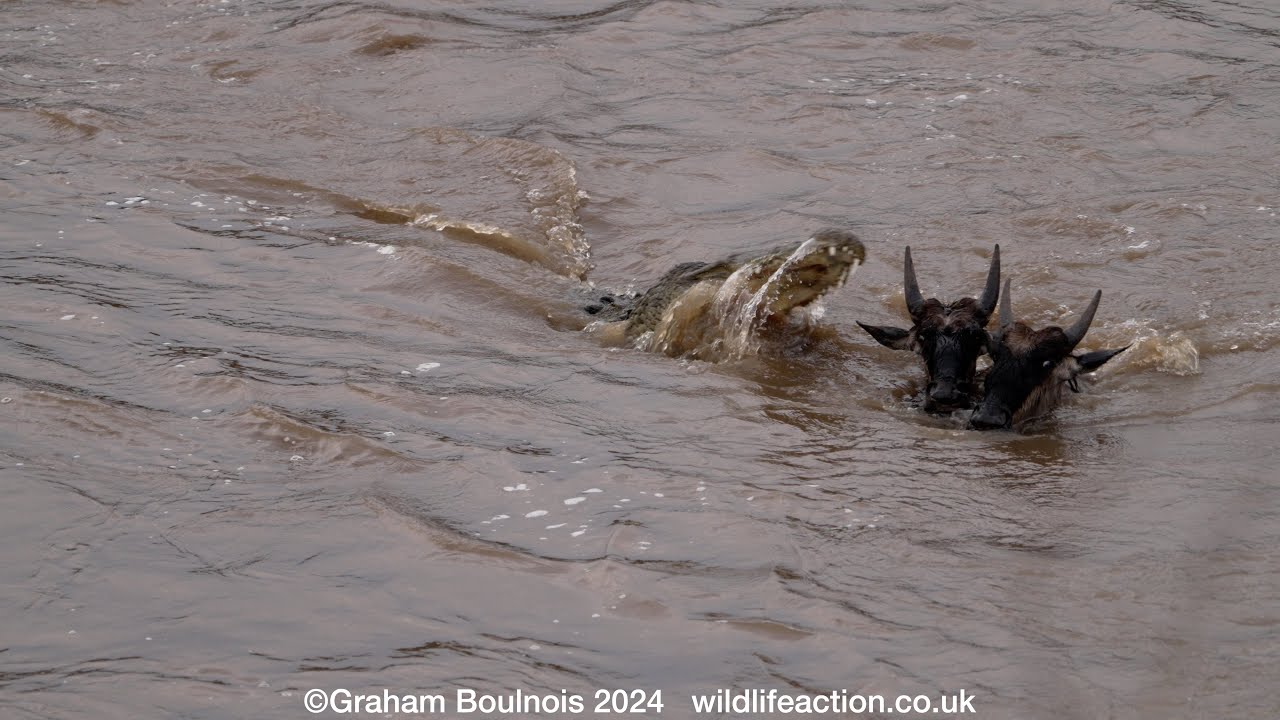 Huge crocodiles attack Wildebeest in the Mara River