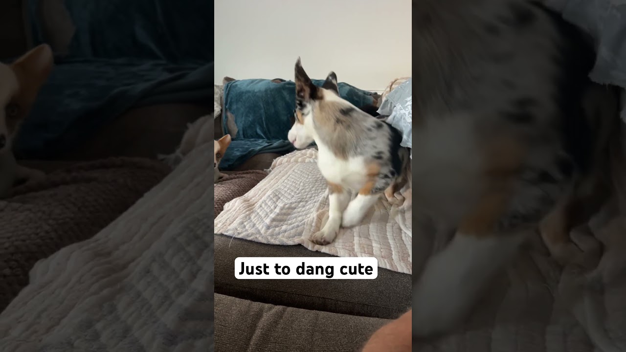 #corgi #zoomies #cute #puppy #cute