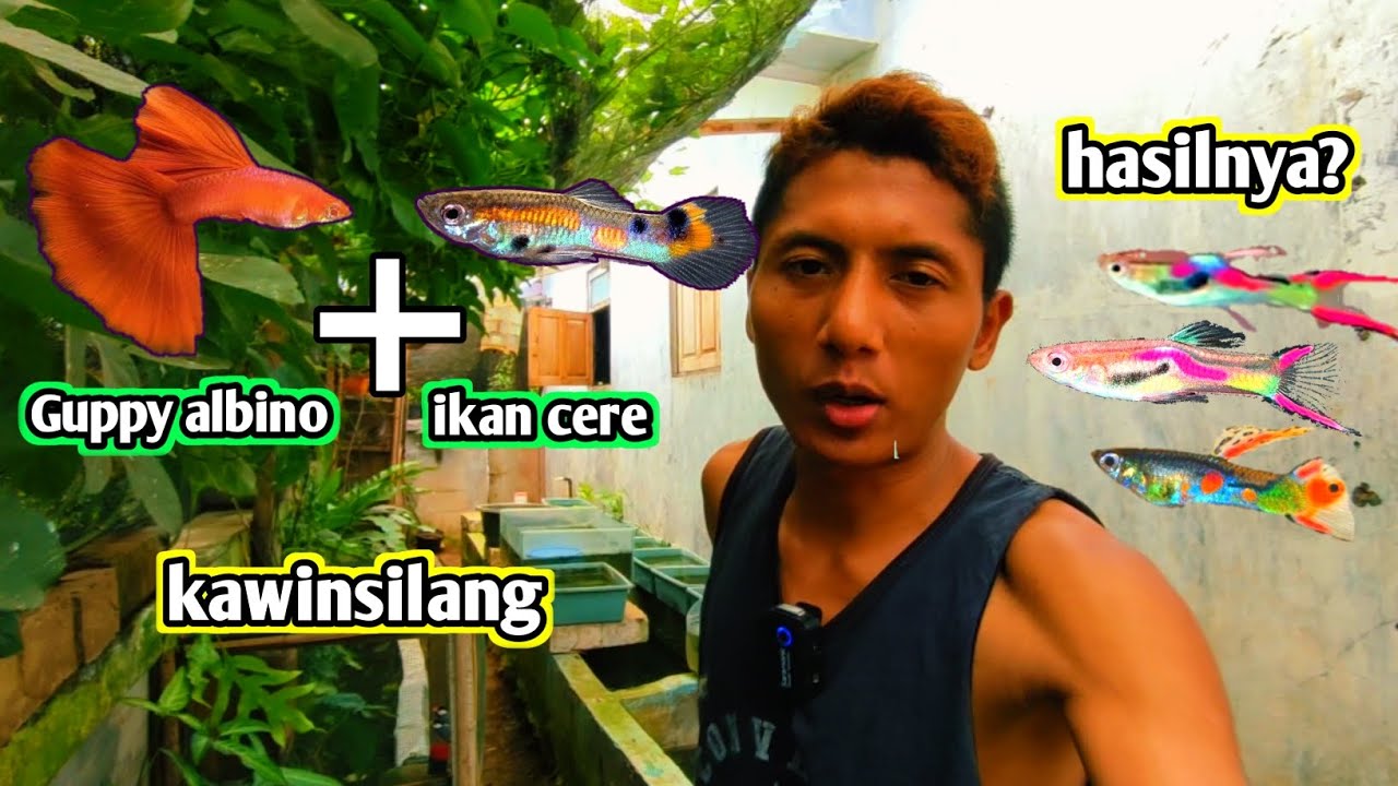 Hasil kawinsilang ikan guppy albino dengan ikan cere seperti ini