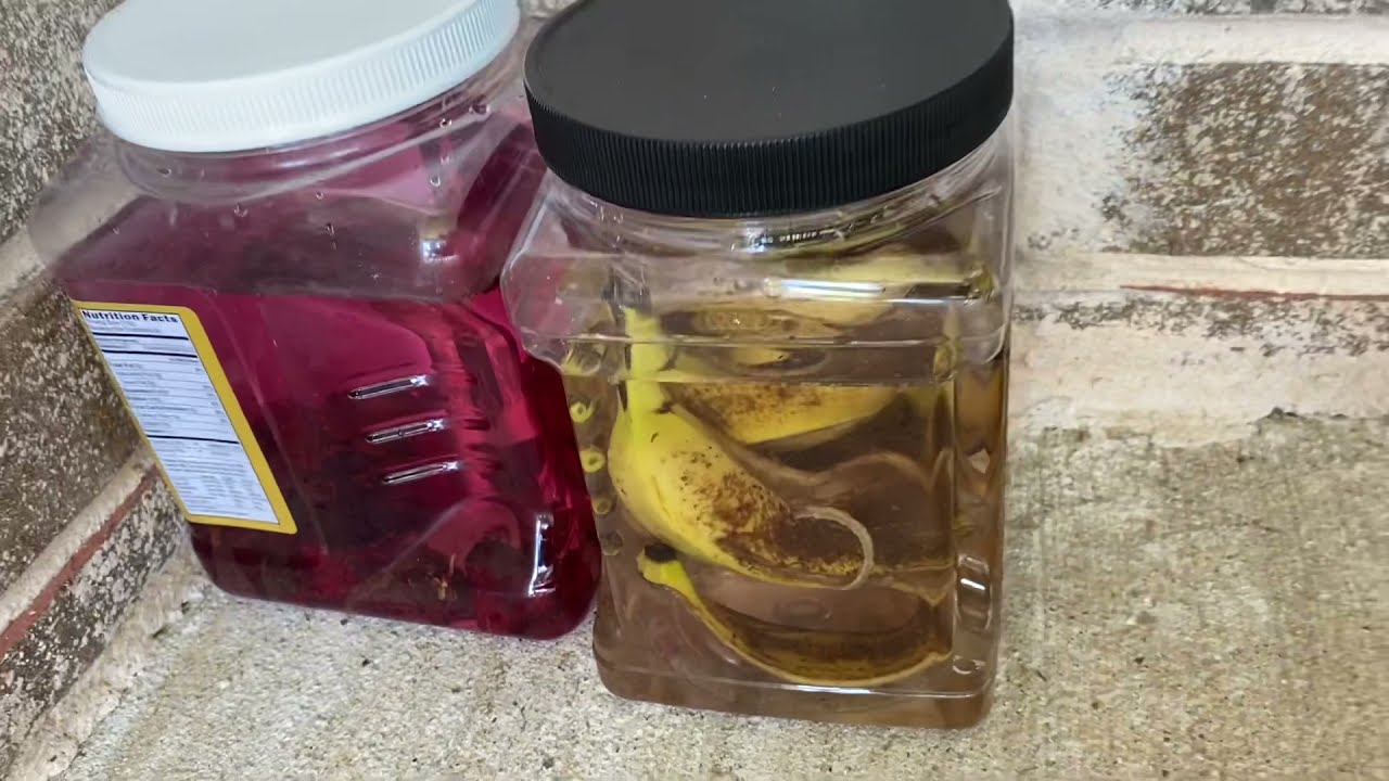 Zero cost Organic fertilizer with banana peels for healthy flowers, veggies & fruits