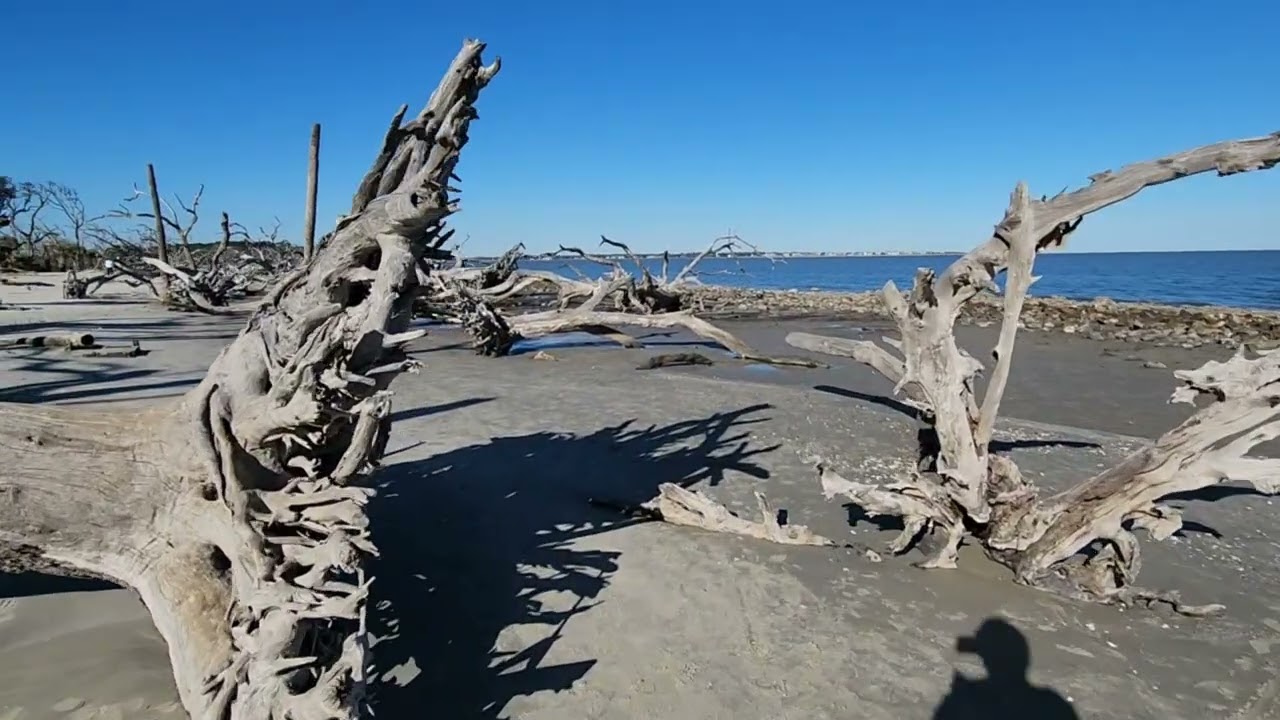 Walking on Driftwood Beach, Jekyll Island, Georgia #2026