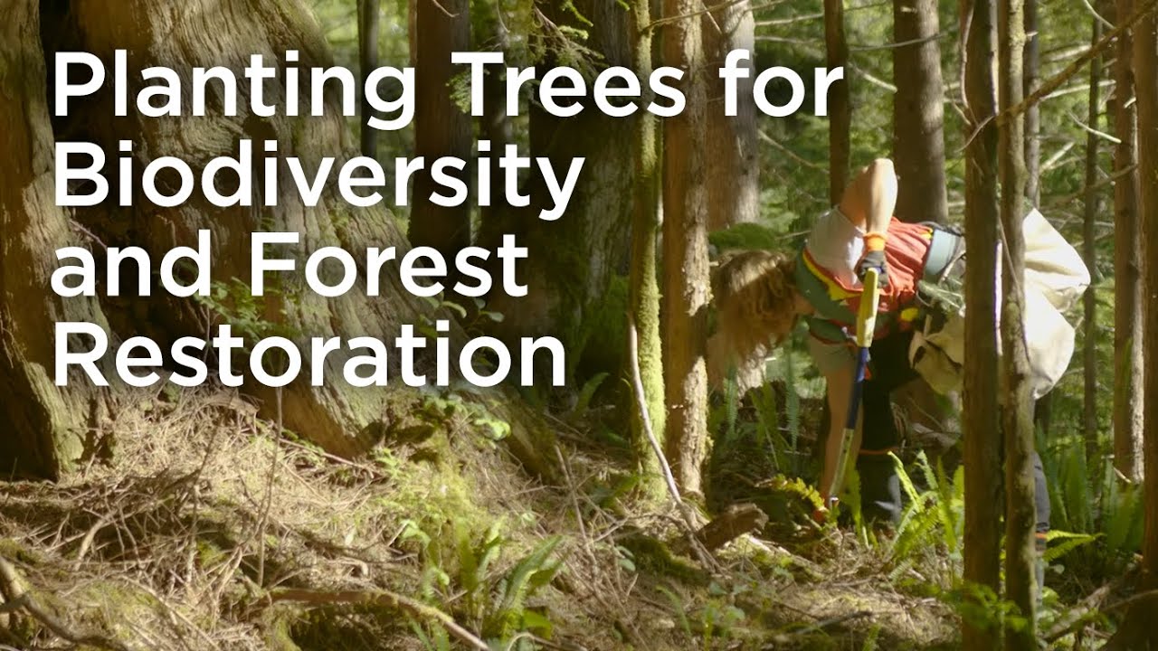 Tree Planting for Biodiversity and Forest Restoration in the Tranquil River Watershed