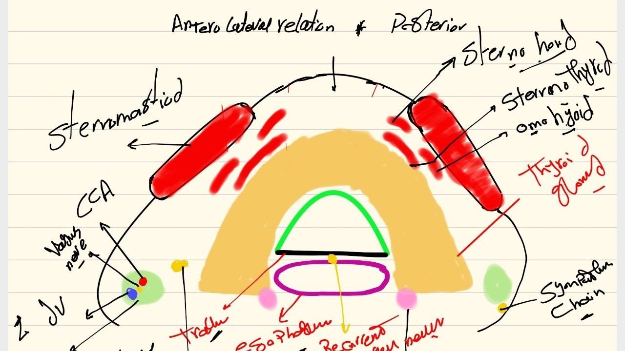 Thyroid & Parathyroid gland