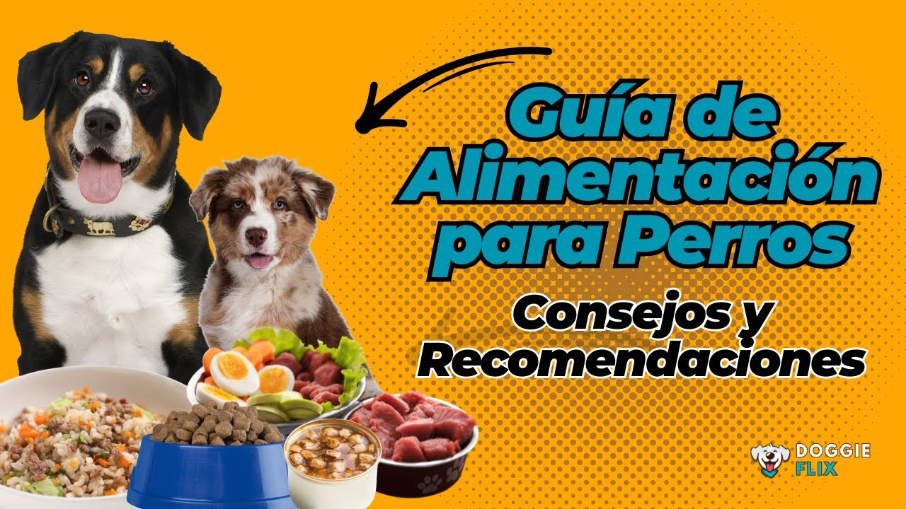 Guía de Alimentación para Perros: Necesidades Nutricionales por Edad, Actividad y Tamaño