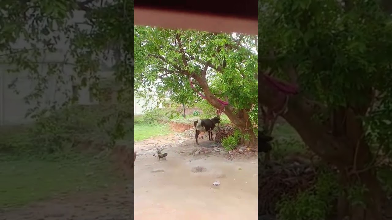 #shortvideo #dhanbadvlogs ##vairalvideo #vlogger #video #viralshorts