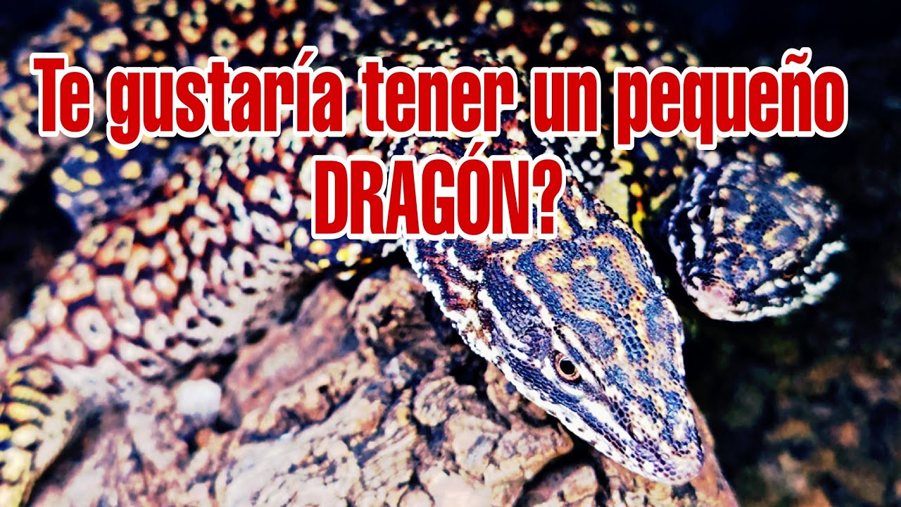 VARANO de cola espinosa, el Varano que TRIUNFA en la terrariofilia.