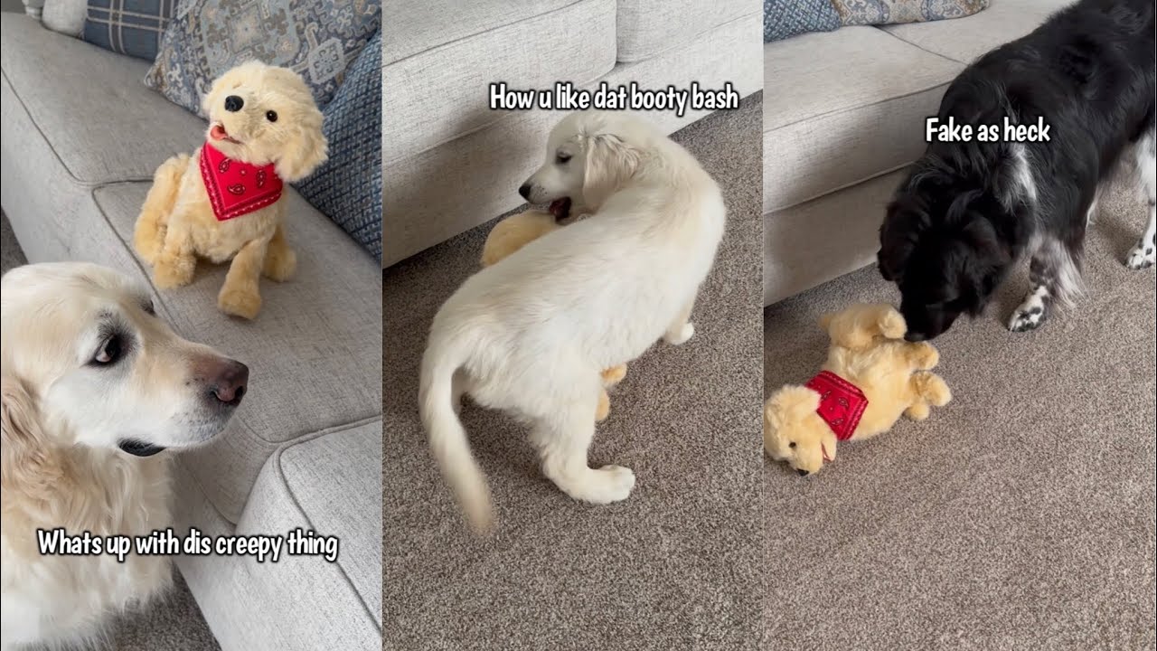 Dogs React To Animatronic Dog